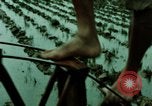 Standbild Koreanische Bauern Bewässern von Pflanzen Korea, 1969, aus Sekunde 8 historischem Filmmaterial Videoclip 65675078900