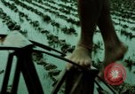 Standbild Koreanische Bauern Bewässern von Pflanzen Korea, 1969, aus Sekunde 9 historischem Filmmaterial Videoclip 65675078900