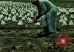 Image of first Korean oil refinery with fertilizer plant Korea, 1969, second 42 stock footage video 65675078903