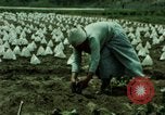Image of first Korean oil refinery with fertilizer plant Korea, 1969, second 43 stock footage video 65675078903