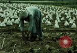 Image of first Korean oil refinery with fertilizer plant Korea, 1969, second 45 stock footage video 65675078903