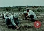 Image of first Korean oil refinery with fertilizer plant Korea, 1969, second 53 stock footage video 65675078903