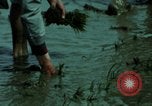 Image of first Korean oil refinery with fertilizer plant Korea, 1969, second 61 stock footage video 65675078903