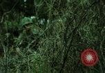 Image of soldiers patrolling Korean DMZ Korea, 1969, second 54 stock footage video 65675078907