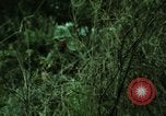 Image of soldiers patrolling Korean DMZ Korea, 1969, second 55 stock footage video 65675078907
