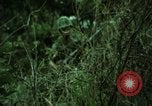 Image of soldiers patrolling Korean DMZ Korea, 1969, second 56 stock footage video 65675078907