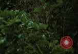 Image of soldiers patrolling Korean DMZ Korea, 1969, second 57 stock footage video 65675078907