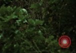 Image of soldiers patrolling Korean DMZ Korea, 1969, second 58 stock footage video 65675078907