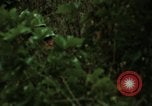 Image of soldiers patrolling Korean DMZ Korea, 1969, second 59 stock footage video 65675078907