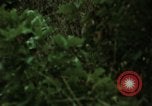 Image of soldiers patrolling Korean DMZ Korea, 1969, second 60 stock footage video 65675078907