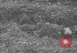 Image of German forces entering Hungary in World War 2 Hungary, 1944, second 36 stock footage video 65675078939
