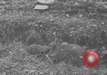 Image of German forces entering Hungary in World War 2 Hungary, 1944, second 37 stock footage video 65675078939