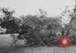 Standbild Deutscher Panther-Panzer Frankreich, 1944, aus Sekunde 60 historischem Filmmaterial Videoclip 65675078953