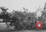 Standbild Deutscher Panther-Panzer Frankreich, 1944, aus Sekunde 61 historischem Filmmaterial Videoclip 65675078953