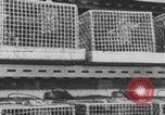Image of Pittsburgh Gulf Tower Pittsburgh Pennsylvania USA, 1971, second 52 stock footage video 65675079013