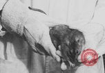 Image of laboratory rats United States USA, 1971, second 3 stock footage video 65675079014
