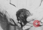 Image of laboratory rats United States USA, 1971, second 4 stock footage video 65675079014