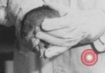 Image of laboratory rats United States USA, 1971, second 5 stock footage video 65675079014