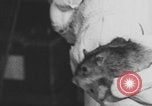 Image of laboratory rats United States USA, 1971, second 6 stock footage video 65675079014