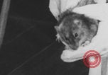 Image of laboratory rats United States USA, 1971, second 7 stock footage video 65675079014