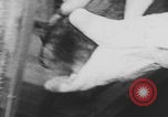 Image of laboratory rats United States USA, 1971, second 8 stock footage video 65675079014