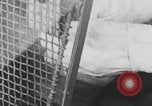 Image of laboratory rats United States USA, 1971, second 9 stock footage video 65675079014