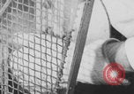 Image of laboratory rats United States USA, 1971, second 10 stock footage video 65675079014