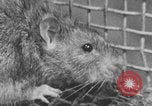Image of laboratory rats United States USA, 1971, second 11 stock footage video 65675079014