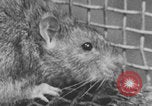 Image of laboratory rats United States USA, 1971, second 12 stock footage video 65675079014