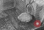 Image of laboratory rats United States USA, 1971, second 14 stock footage video 65675079014