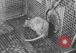 Image of laboratory rats United States USA, 1971, second 15 stock footage video 65675079014