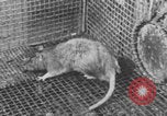 Image of laboratory rats United States USA, 1971, second 16 stock footage video 65675079014