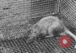 Image of laboratory rats United States USA, 1971, second 17 stock footage video 65675079014