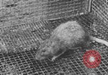 Image of laboratory rats United States USA, 1971, second 18 stock footage video 65675079014