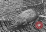 Image of laboratory rats United States USA, 1971, second 19 stock footage video 65675079014