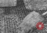 Image of laboratory rats United States USA, 1971, second 20 stock footage video 65675079014