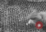 Image of laboratory rats United States USA, 1971, second 21 stock footage video 65675079014