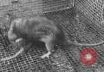 Image of laboratory rats United States USA, 1971, second 22 stock footage video 65675079014