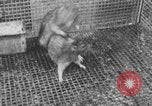 Image of laboratory rats United States USA, 1971, second 23 stock footage video 65675079014