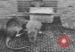 Image of laboratory rats United States USA, 1971, second 24 stock footage video 65675079014