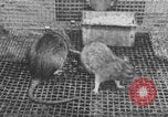 Image of laboratory rats United States USA, 1971, second 25 stock footage video 65675079014