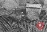 Image of laboratory rats United States USA, 1971, second 26 stock footage video 65675079014