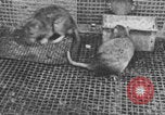 Image of laboratory rats United States USA, 1971, second 27 stock footage video 65675079014