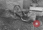 Image of laboratory rats United States USA, 1971, second 28 stock footage video 65675079014