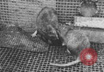Image of laboratory rats United States USA, 1971, second 29 stock footage video 65675079014