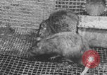 Image of laboratory rats United States USA, 1971, second 30 stock footage video 65675079014