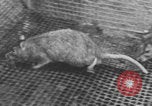Image of laboratory rats United States USA, 1971, second 31 stock footage video 65675079014