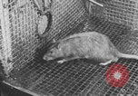 Image of laboratory rats United States USA, 1971, second 32 stock footage video 65675079014