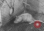 Image of laboratory rats United States USA, 1971, second 33 stock footage video 65675079014