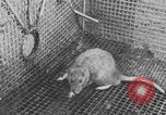 Image of laboratory rats United States USA, 1971, second 34 stock footage video 65675079014